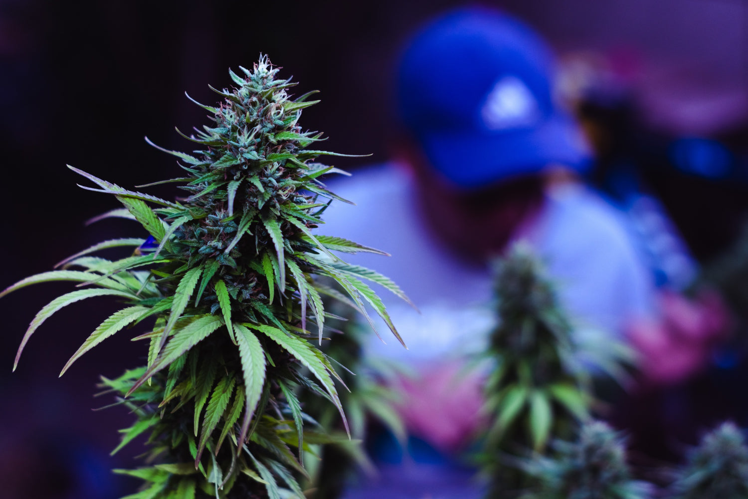 THC-JD: Understanding This New Cannabinoid