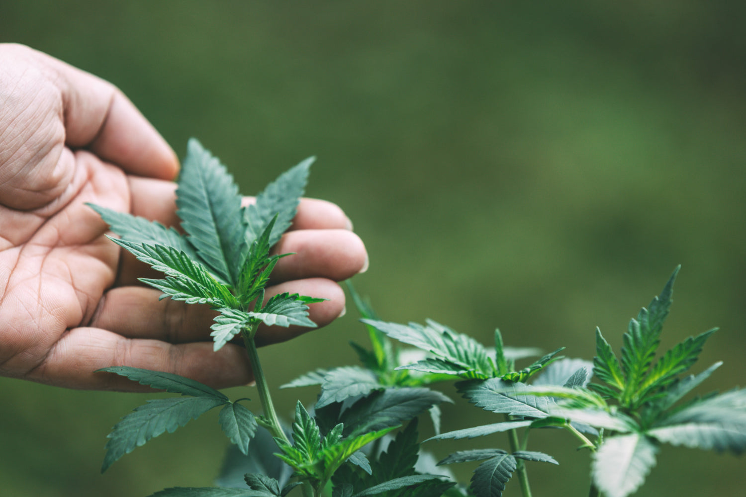 THC-H: Effects, Potential Benefits And Safety